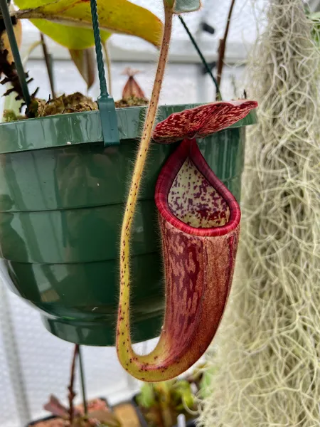 Nepenthes glandulifera: I quite like the peristome on N. glandulifera, which is striped in different shades of red