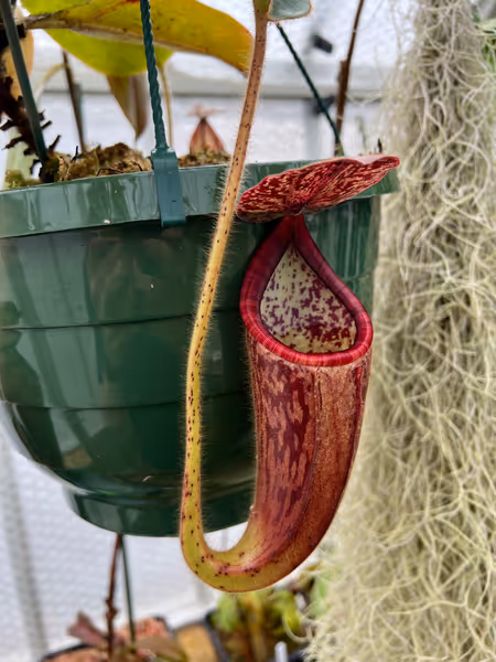Nepenthes glandulifera: I quite like the peristome on N. glandulifera, which is striped in different shades of red