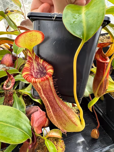 Nepenthes lowii x edwardsiana: I really like the lid on this cross - it consistently has a bright yellow underside with a red rim, matching the rest of the pitcher colour