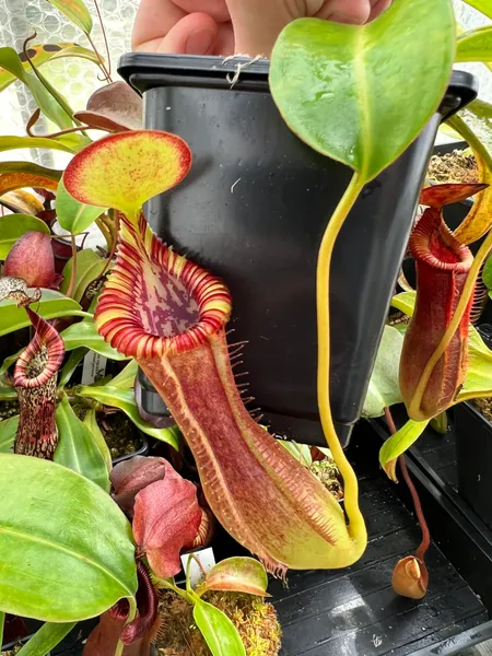 Nepenthes lowii x edwardsiana: I really like the lid on this cross - it consistently has a bright yellow underside with a red rim, matching the rest of the pitcher colour