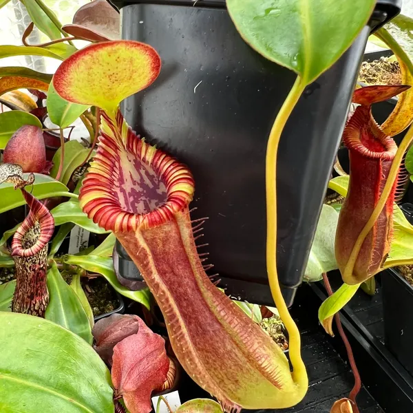 Nepenthes lowii x edwardsiana