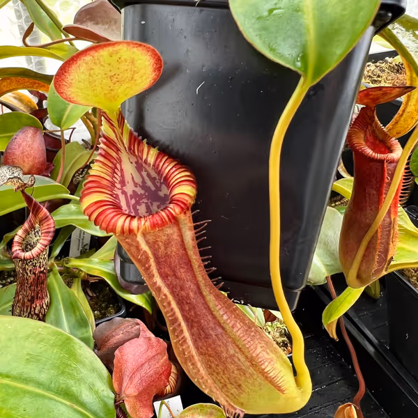 Nepenthes lowii x edwardsiana