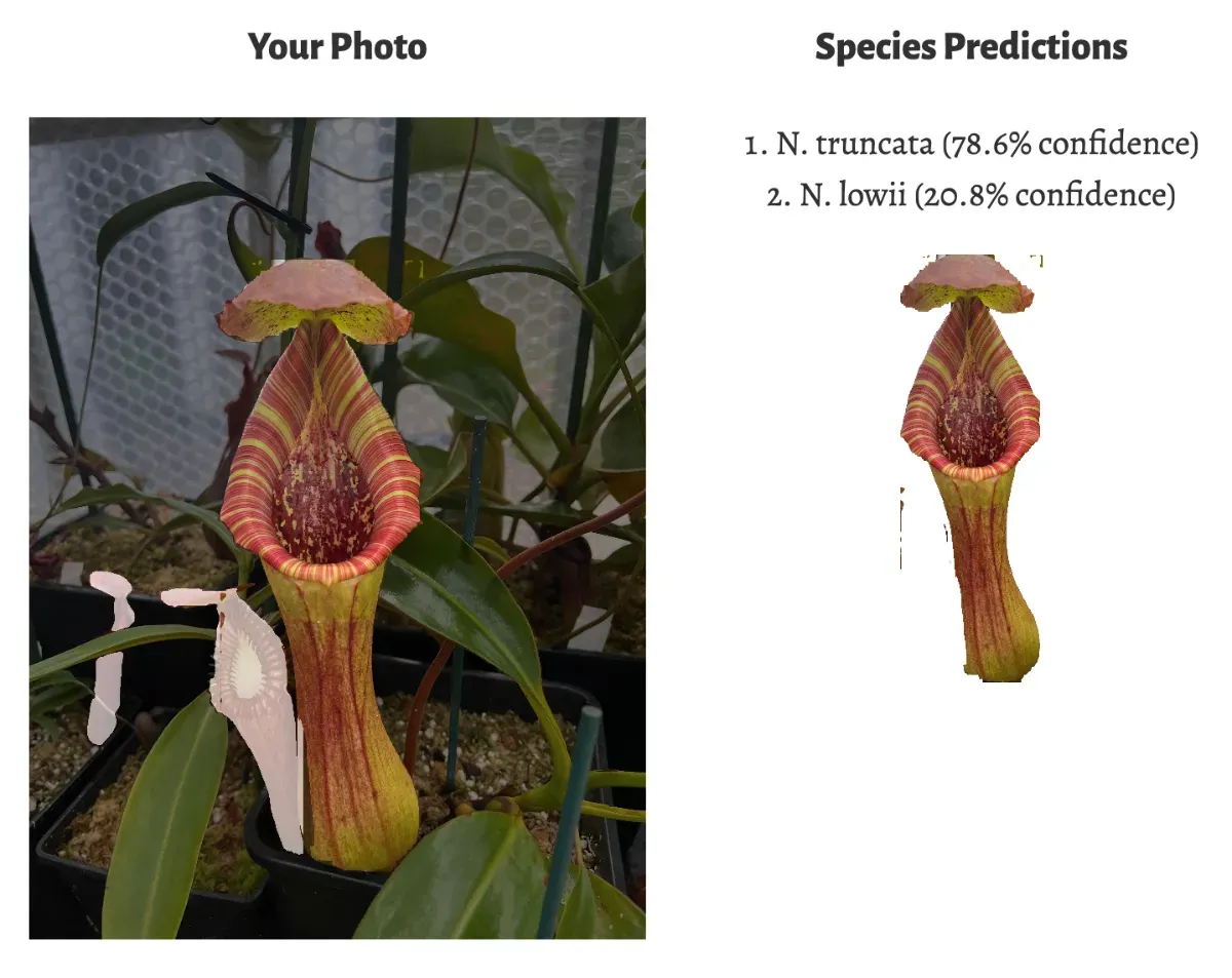 Identification of N. lowii x truncata parent species.