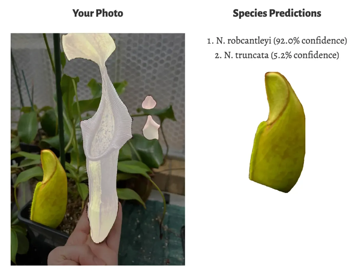 Identification of N. robcantleyi based on partially inflated pitcher.