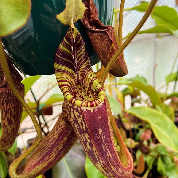 Nepenthes mollis: If you look closely the peristome is also ribbed.