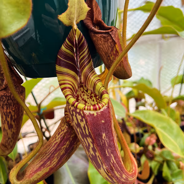 Nepenthes mollis: If you look closely the peristome is also ribbed