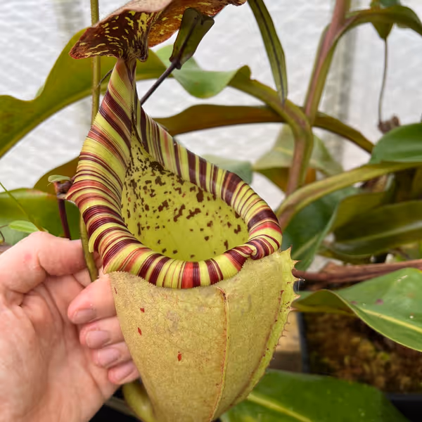 Nepenthes veitchii x burbidgeae