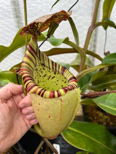 Nepenthes veitchii x burbidgeae: Intermediate-to-upper pitcher - I love the tri-colored peristome on this cross