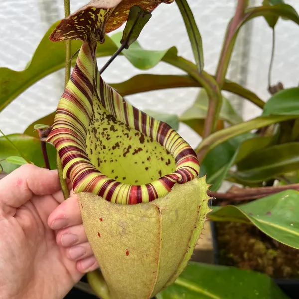 Nepenthes veitchii x burbidgeae