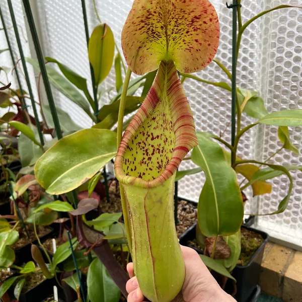 Nepenthes truncata x ephippiata