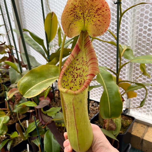 Nepenthes truncata x ephippiata