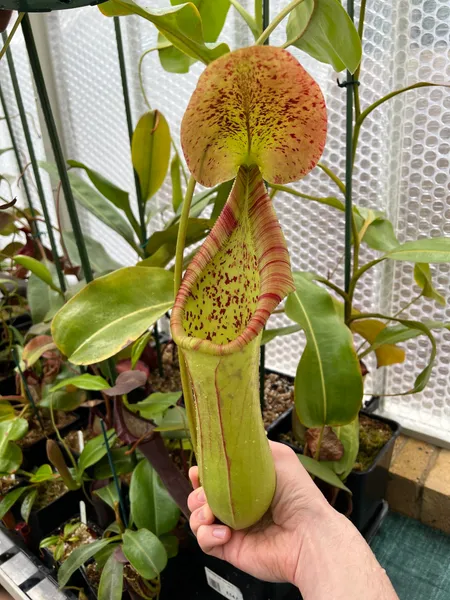 Nepenthes truncata x ephippiata: It really does get huge