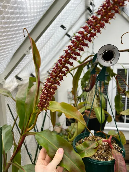 Nepenthes veitchii x burbidgeae: It's also a male! 