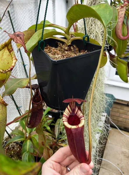 Nepenthes burbidgeae x lowii: It's very happy in a hanging basket, but will probably need repotting soon.