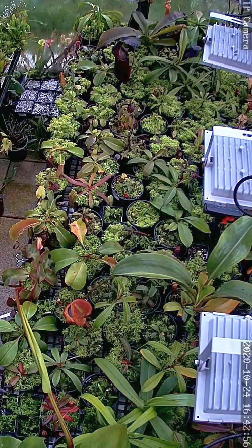 Jungle webcam 2