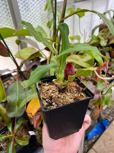 Nepenthes undulatifolia: Just a couple of years later - this species is fairly fast for a highlander.