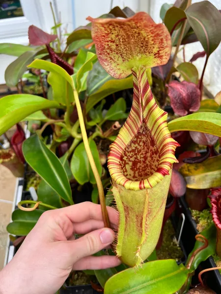 Nepenthes veitchii x lowii: Large intermediate pitcher on a plant originally from Wistuba