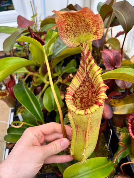 Nepenthes veitchii x lowii: Large intermediate pitcher on a plant originally from Wistuba