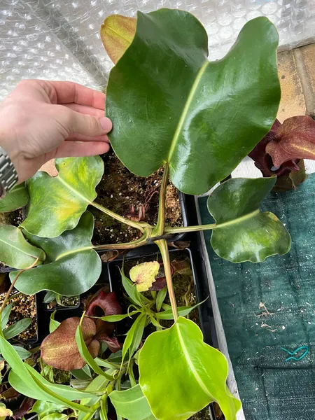 Nepenthes robcantleyi: Large, round, truncata-like leaves..