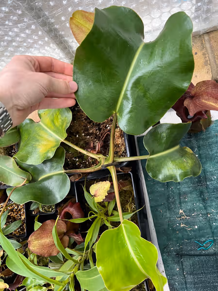 Nepenthes robcantleyi: Large, round, truncata-like leaves