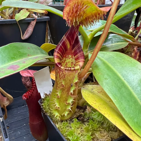 Nepenthes ephippiata