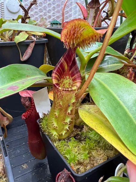 Nepenthes ephippiata: Lid hairs, exudate, stripes, frilly wings - what is not to like about this species!