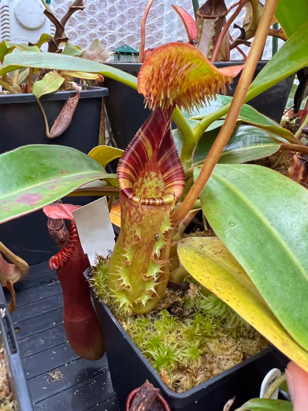 Nepenthes ephippiata: Lid hairs, exudate, stripes, frilly wings - what is not to like about this species!