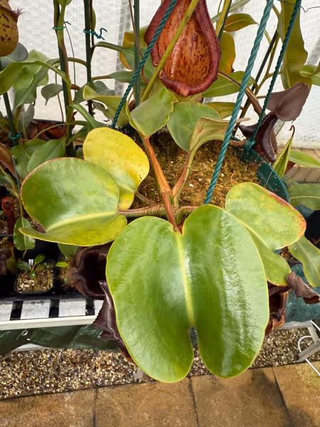 Nepenthes nebularum: Like N. robcantleyi and N. truncata, this species has huge, glossy, heart-shaped leaves