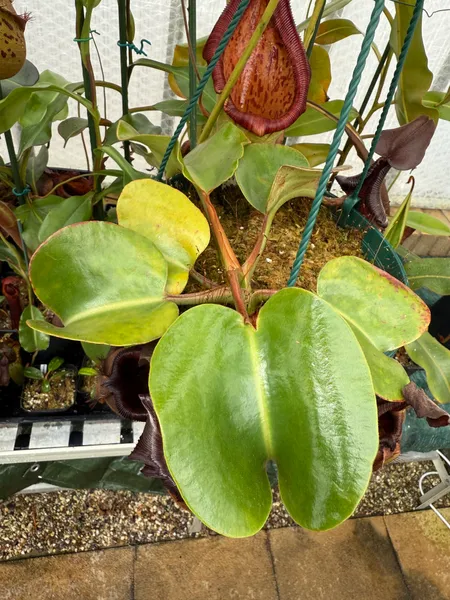 Nepenthes nebularum: Like N. robcantleyi and N. truncata, this species has huge, glossy, heart-shaped leaves