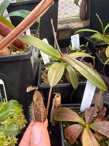 Nepenthes hamata: Little N. hamata Tambusisi, from seed. Nice purple-tinted leaves and dark red pitchers