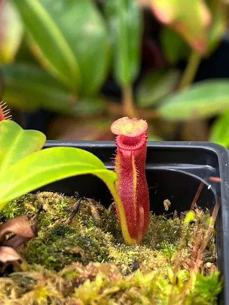 Nepenthes edwardsiana: Little pitcher on a seedgrown plant.