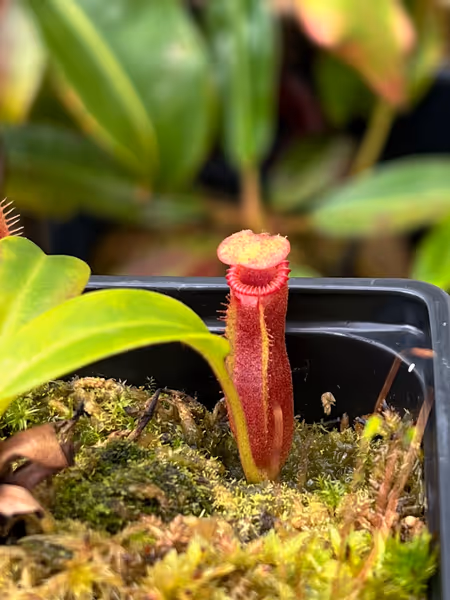 Nepenthes edwardsiana: Little pitcher on a seedgrown plant