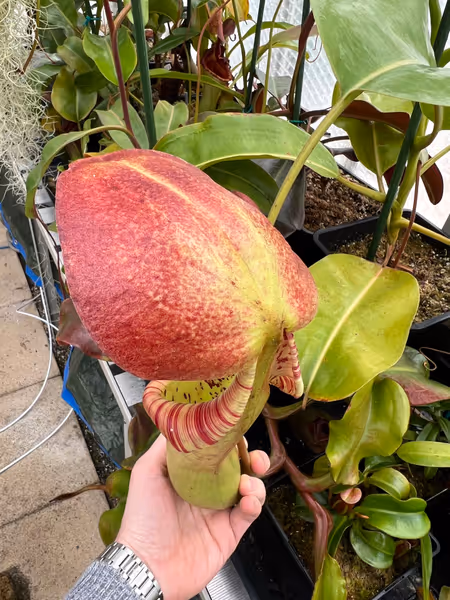Nepenthes truncata x ephippiata: Look at that lid!