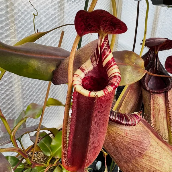 Nepenthes burbidgeae x lowii