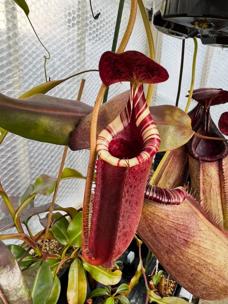 Nepenthes burbidgeae x lowii: Looking lovely in the summer sun! Such striking colour on this cross