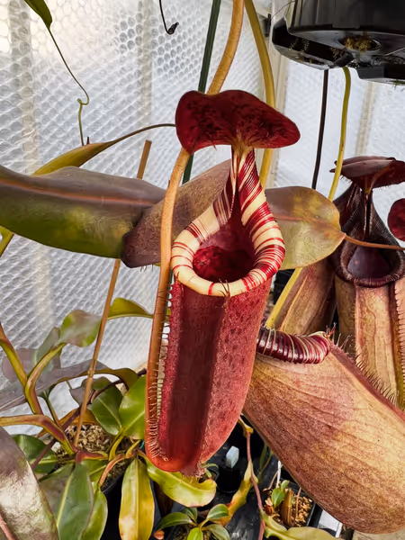 Nepenthes burbidgeae x lowii: Looking lovely in the summer sun! Such striking colour on this cross