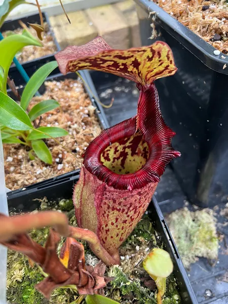 Nepenthes rajah x (burbidgeae x edwardsiana): Lovely black stripes and big vaulted lid.