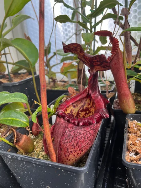 Nepenthes rajah x (burbidgeae x edwardsiana): Lovely black stripes and big vaulted lid