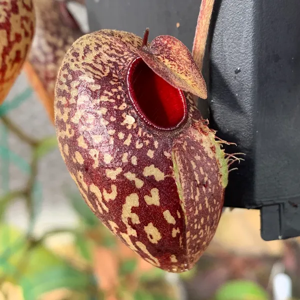 Nepenthes aristolochioides: Lovely bulbous basal pitcher