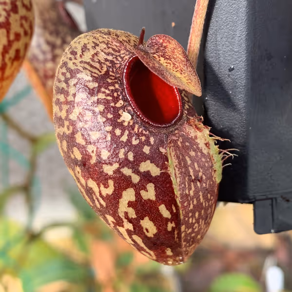 Nepenthes aristolochioides: Lovely bulbous basal pitcher