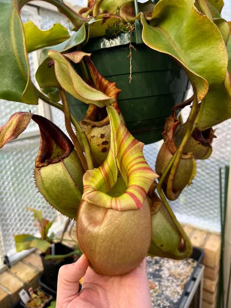 Nepenthes veitchii: Lovely chunky pitcher on another N. veitchii, this one from BE-3646