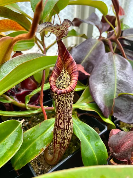 Nepenthes maxima x vogelii: Lovely elongated pitcher body, reminiscent of N. vogelii.