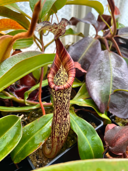 Nepenthes maxima x vogelii: Lovely elongated pitcher body, reminiscent of N. vogelii