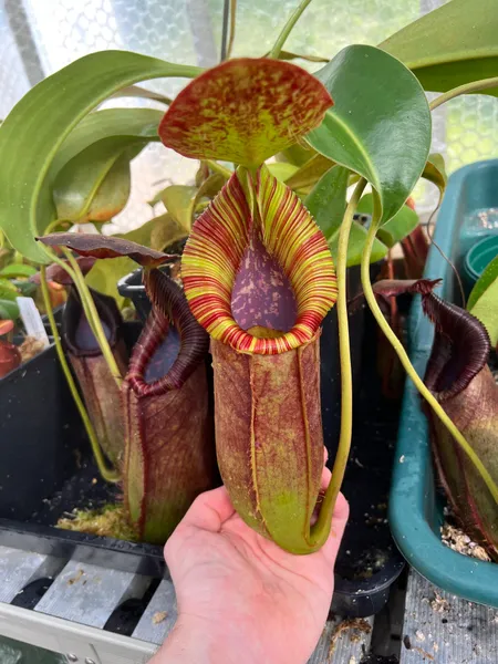Nepenthes spathulata x lowii: Lovely flared peristome. Also note how many old pitchers are held on the plant at once.