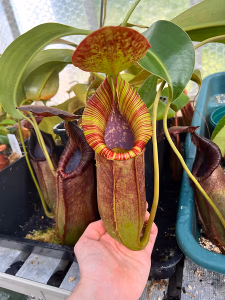 Nepenthes spathulata x lowii: Lovely flared peristome. Also note how many old pitchers are held on the plant at once