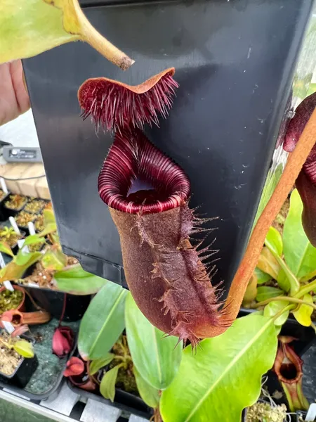 Nepenthes lowii: Lovely red lower pitcher on the Murud form of the species.