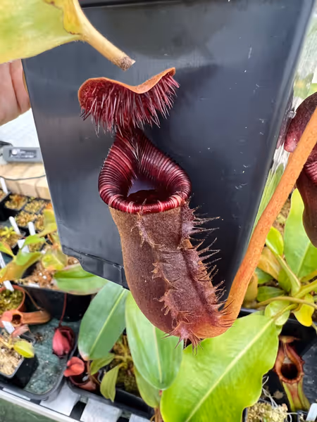 Nepenthes lowii: Lovely red lower pitcher on the Murud form of the species