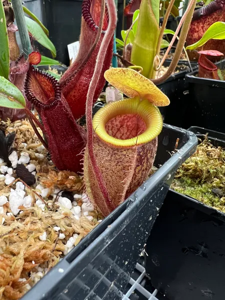 Nepenthes undulatifolia: Lovely yellow peristome on large tubby pitchers.