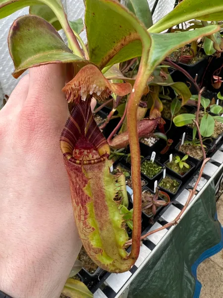 Nepenthes ephippiata: Lower pitcher on a basal cutting I recently snipped from my big plant.