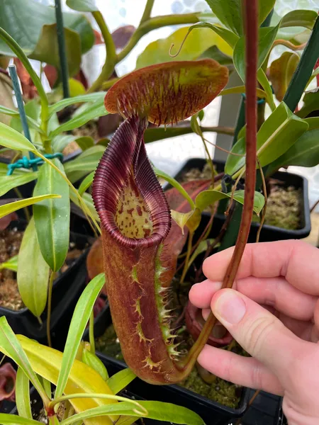 Nepenthes ephippiata: Lower pitcher on a basal offshoot on my big plant